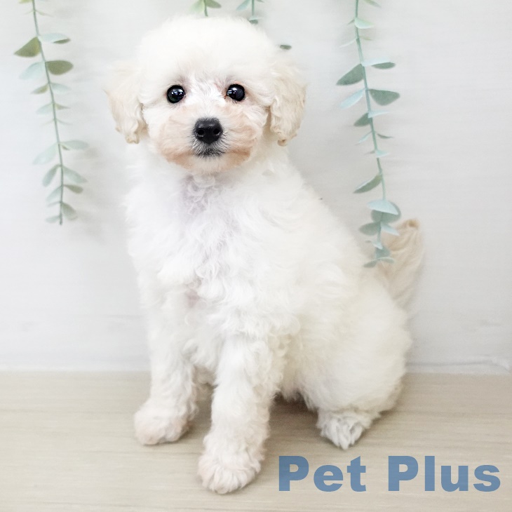 埼玉県のトイプードル(トイ) (ペットプラス ららぽーと富士見店/2025年9月16日生まれ/女の子/ホワイト)の子犬