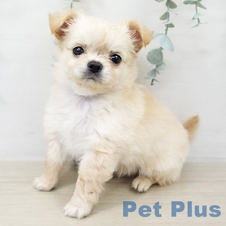 東京都のチワワ(ロング) (ペットプラス アクアシティお台場店/2025年9月16日生まれ/男の子/クリーム)の子犬