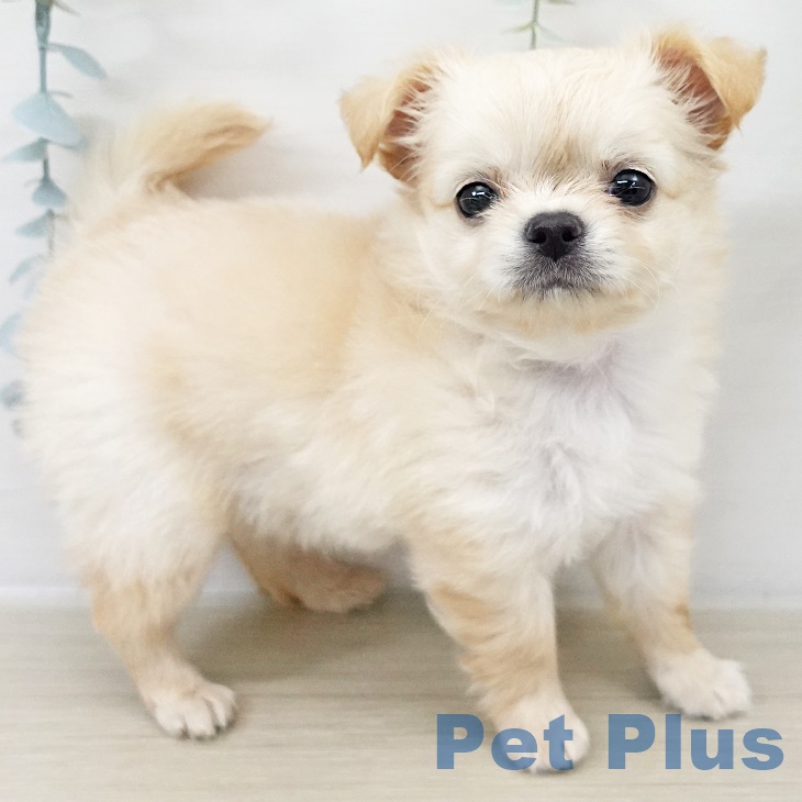 東京都のチワワ(ロング) (ペットプラス アクアシティお台場店/2025年9月16日生まれ/男の子/クリーム)の子犬の2枚目の画像