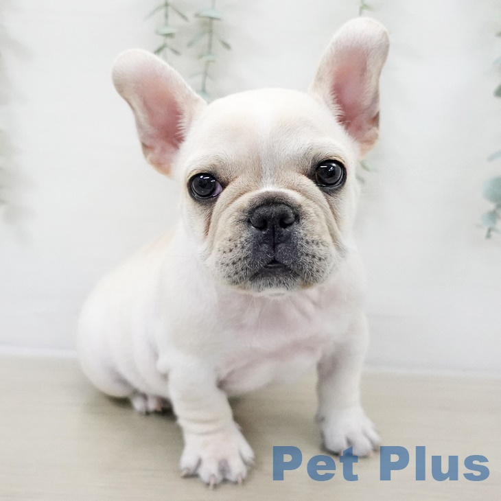 フレンチ・ブルドッグ