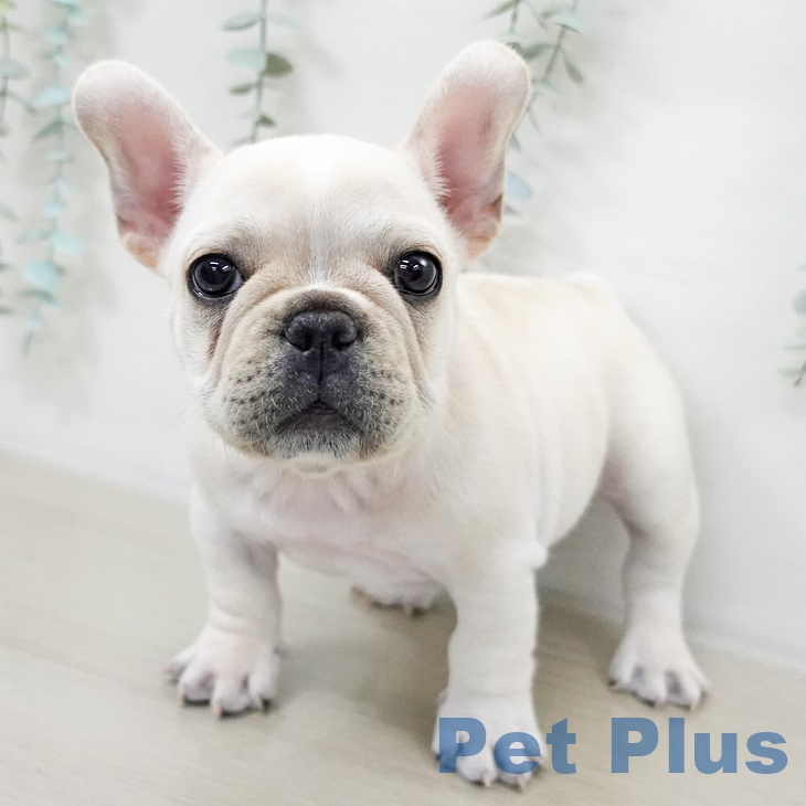 フレンチ・ブルドッグの写真2