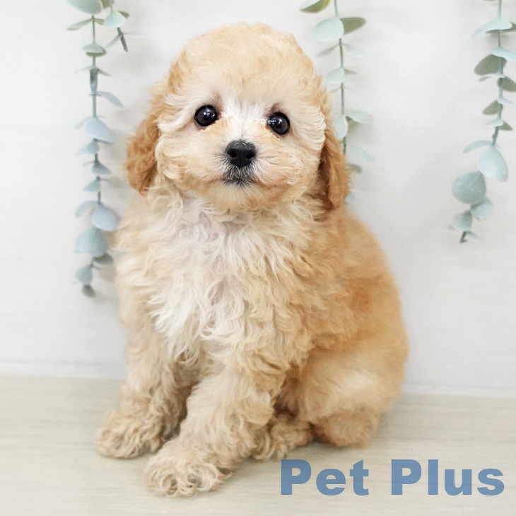 山梨県のトイプードル(トイ) (ペットプラス 甲府昭和店/2025年9月17日生まれ/女の子/クリーム)の子犬の1枚目の画像