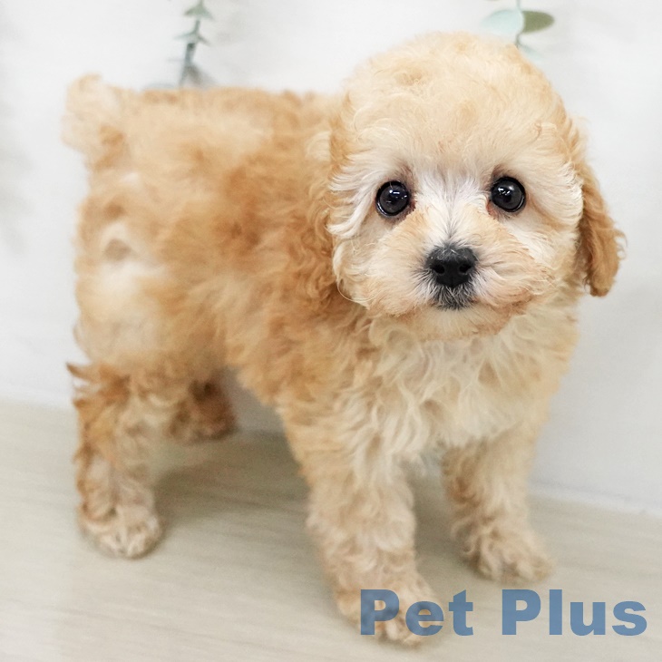 山梨県のトイプードル(トイ) (ペットプラス 甲府昭和店/2025年9月17日生まれ/女の子/クリーム)の子犬の2枚目の画像