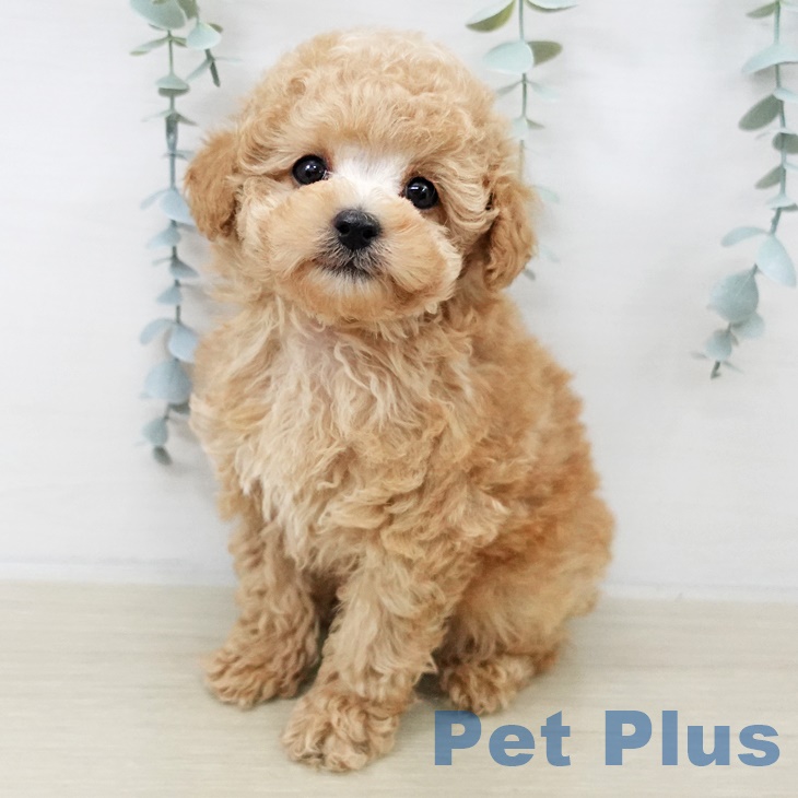 群馬県のトイプードル(トイ) (ペットプラス 前橋店/2025年9月17日生まれ/女の子/アプリコット)の子犬
