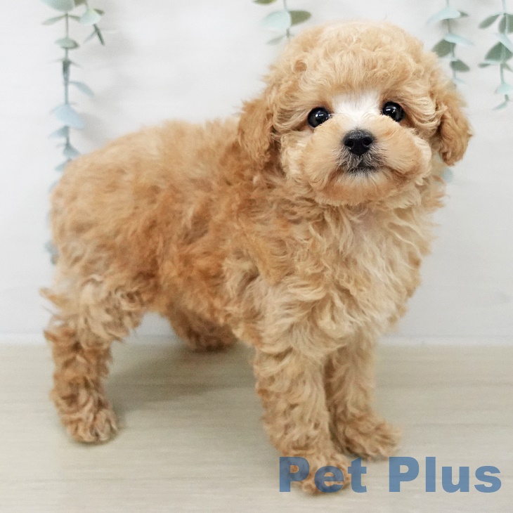 群馬県のトイプードル(トイ) (ペットプラス 前橋店/2025年9月17日生まれ/女の子/アプリコット)の子犬の2枚目の画像