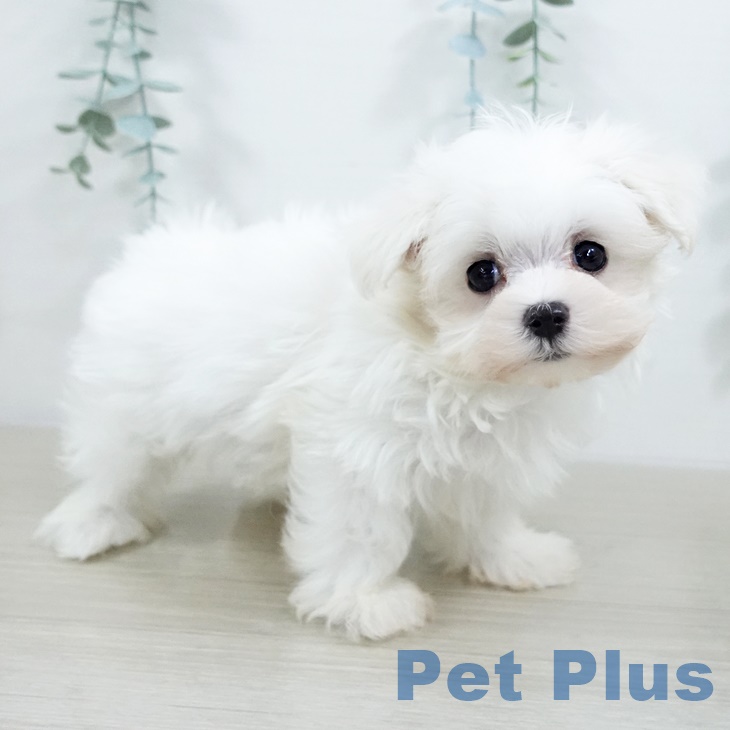 埼玉県のマルチーズ (ペットプラス ららぽーと富士見店/2025年9月15日生まれ/男の子/ホワイト)の子犬の1枚目の画像