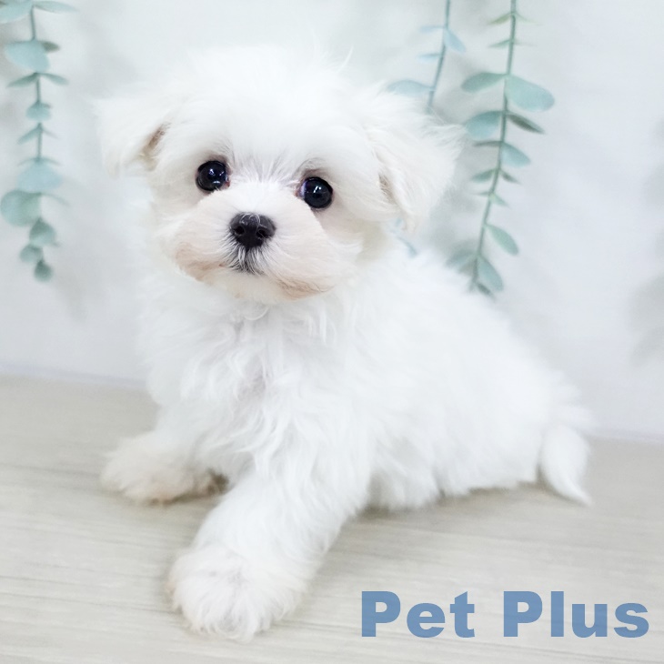 埼玉県のマルチーズ (ペットプラス ららぽーと富士見店/2025年9月15日生まれ/男の子/ホワイト)の子犬の2枚目の画像