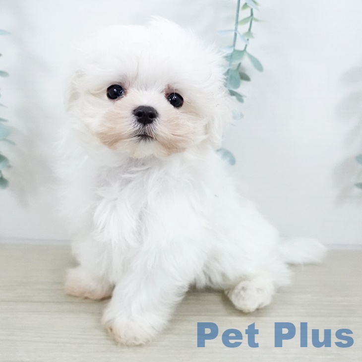 福島県のマルチーズ (ペットプラス イオンタウン郡山店/2025年9月15日生まれ/男の子/ホワイト)の子犬の1枚目の画像