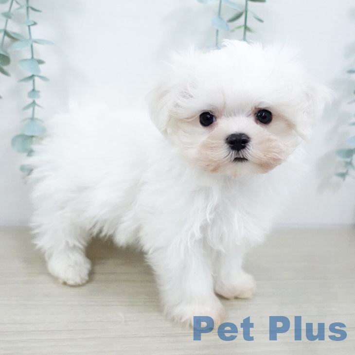 福島県のマルチーズ (ペットプラス イオンタウン郡山店/2025年9月15日生まれ/男の子/ホワイト)の子犬の2枚目の画像