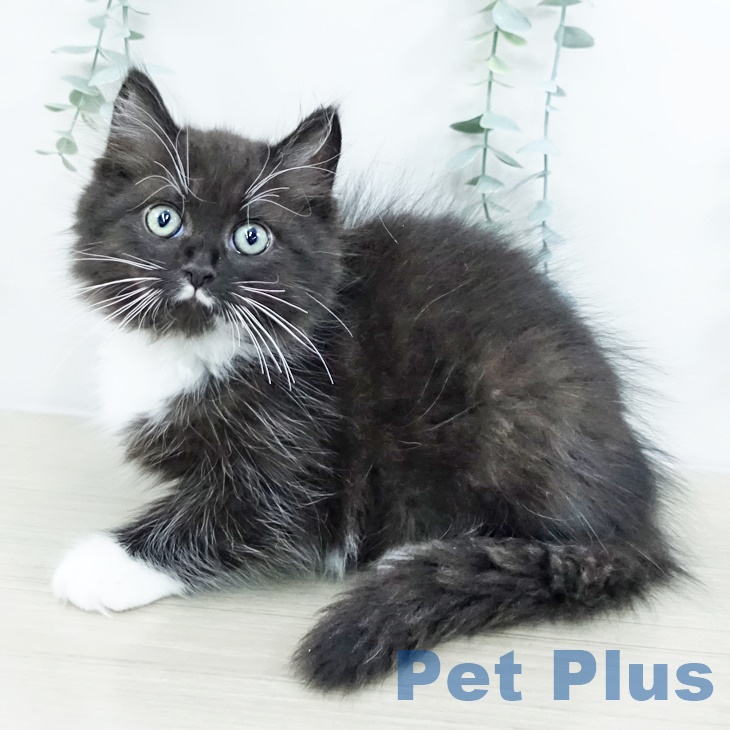 神奈川県のサイベリアン (ペットプラス 川崎ルフロン店/2025年9月13日生まれ/男の子/ブラックホワイト)の子猫