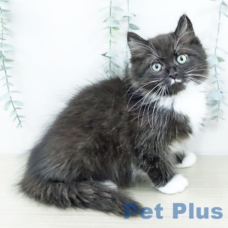 神奈川県のサイベリアン (ペットプラス 川崎ルフロン店/2025年9月13日生まれ/男の子/ブラックホワイト)の子猫の2枚目の画像