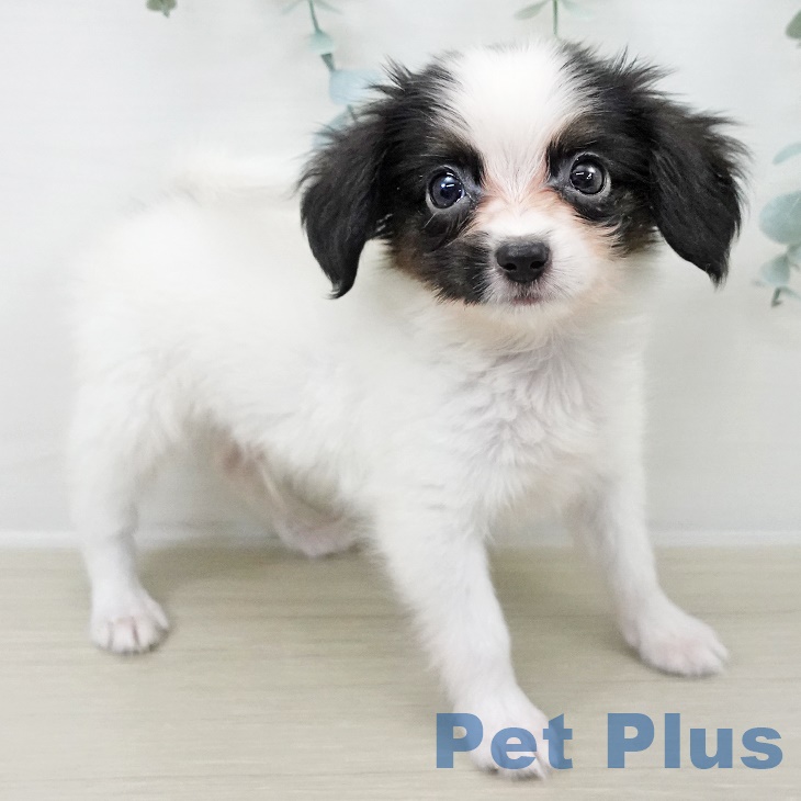 パピヨンの写真2