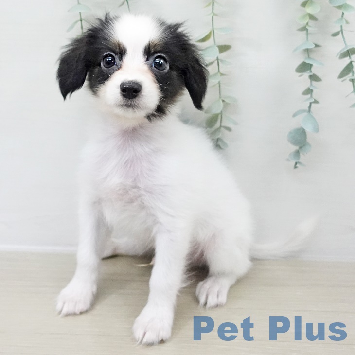 パピヨンの写真2