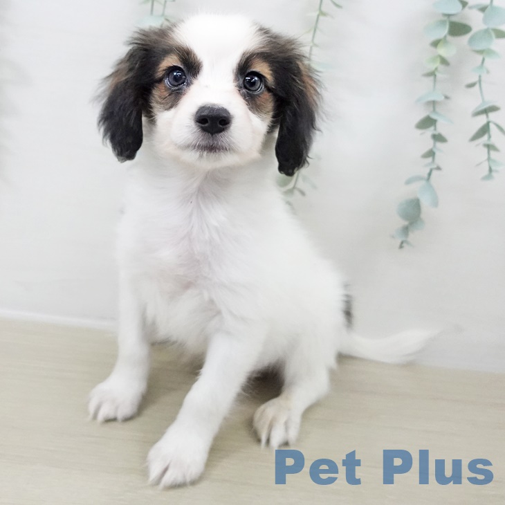 青森県のパピヨン (ペットプラス 青森浜田店/2025年9月15日生まれ/男の子/ホワイトブラウン)の子犬の1枚目の画像