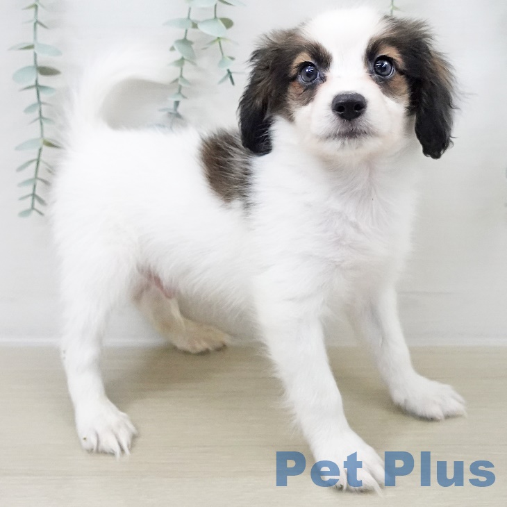 青森県のパピヨン (ペットプラス 青森浜田店/2025年9月15日生まれ/男の子/ホワイトブラウン)の子犬の2枚目の画像