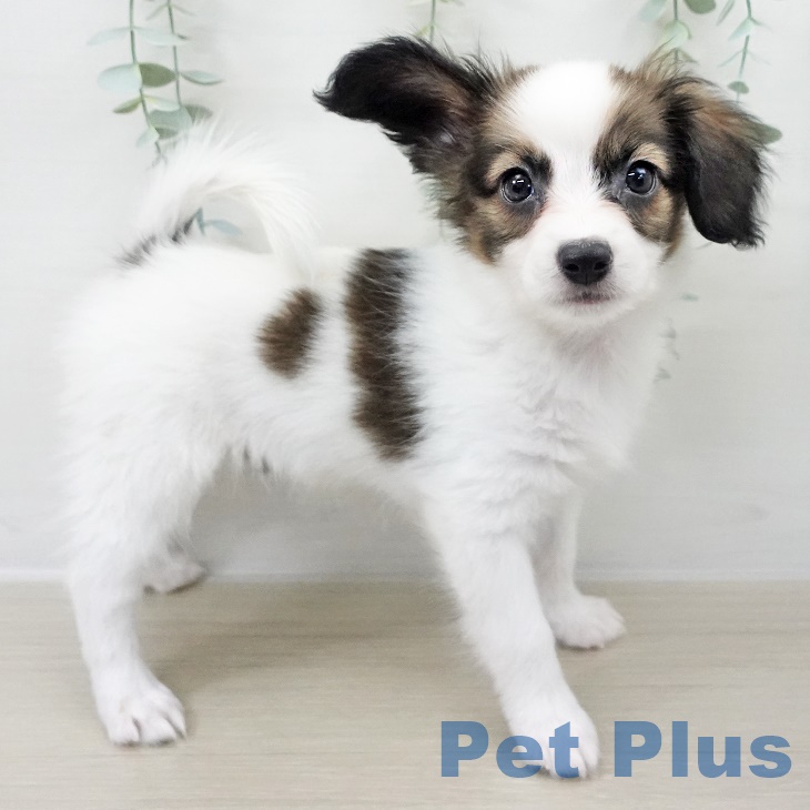 岩手県のパピヨン (ペットプラス 盛岡南店/2025年9月15日生まれ/女の子/ホワイトブラウン)の子犬