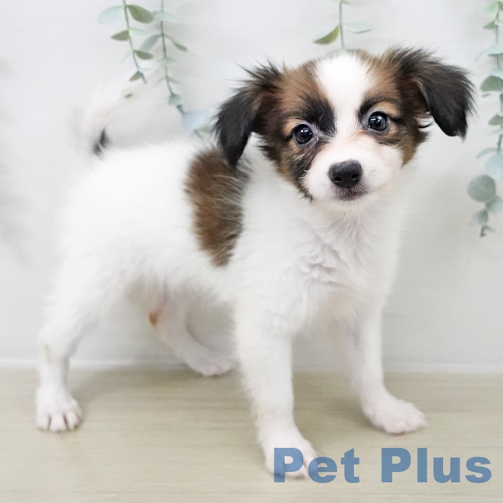 パピヨンの写真2