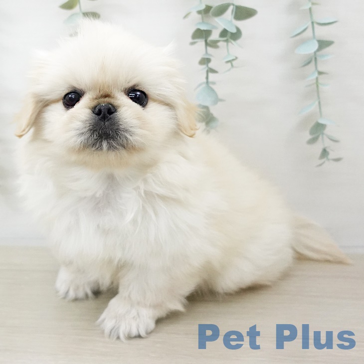 埼玉県のペキニーズ (ペットプラス 浦和美園店/2025年9月13日生まれ/女の子/クリーム)の子犬の1枚目の画像