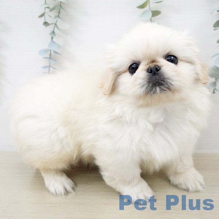 埼玉県のペキニーズ (ペットプラス 浦和美園店/2025年9月13日生まれ/女の子/クリーム)の子犬の2枚目の画像