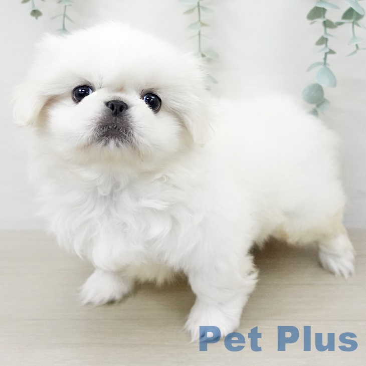 東京都のペキニーズ (ペットプラス アクアシティお台場店/2025年9月13日生まれ/女の子/クリーム)の子犬の1枚目の画像