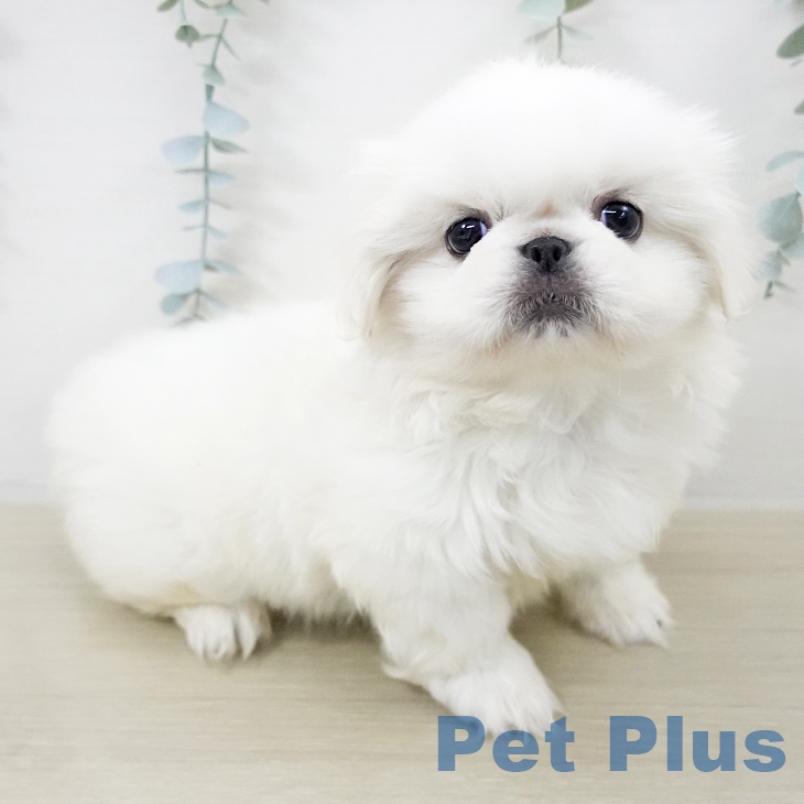 東京都のペキニーズ (ペットプラス アクアシティお台場店/2025年9月13日生まれ/女の子/クリーム)の子犬の2枚目の画像