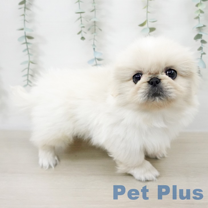 埼玉県のペキニーズ (ペットプラス 川口店/2025年9月13日生まれ/女の子/クリーム)の子犬の1枚目の画像