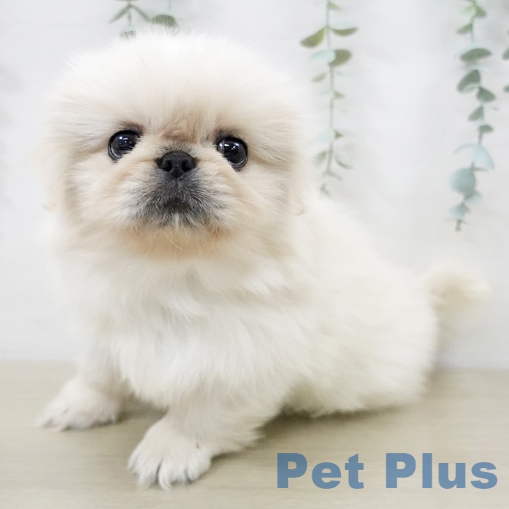 埼玉県のペキニーズ (ペットプラス 川口店/2025年9月13日生まれ/女の子/クリーム)の子犬の2枚目の画像