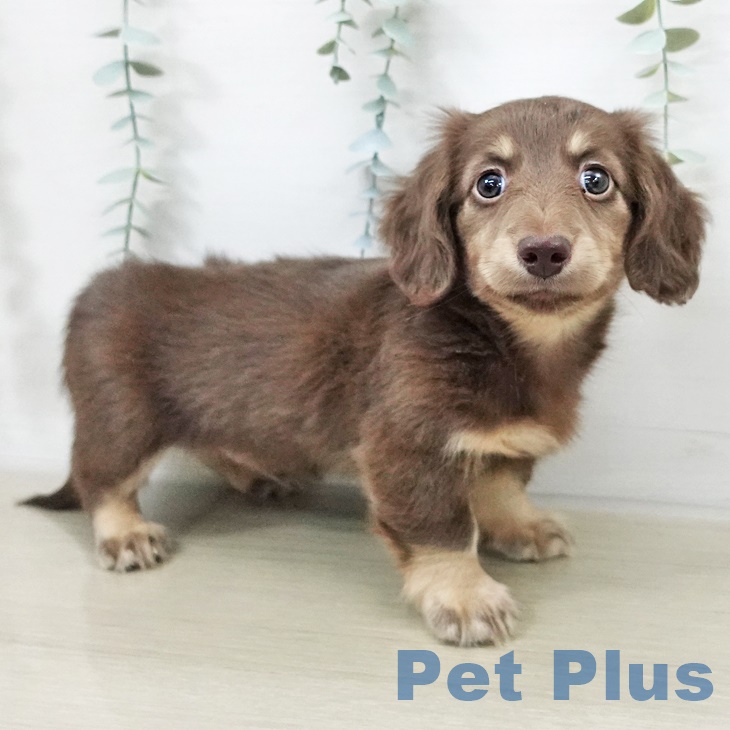 埼玉県のミニチュアダックスフンド(ロング) (ペットプラス 与野店/2025年9月17日生まれ/男の子/チョコレートタン)の子犬の1枚目の画像