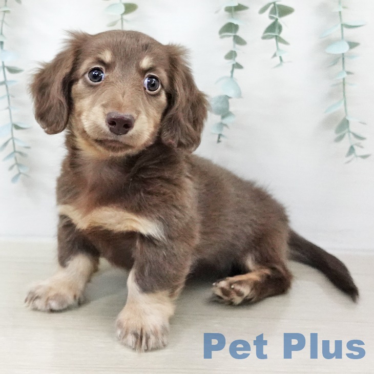 埼玉県のミニチュアダックスフンド(ロング) (ペットプラス 与野店/2025年9月17日生まれ/男の子/チョコレートタン)の子犬の2枚目の画像