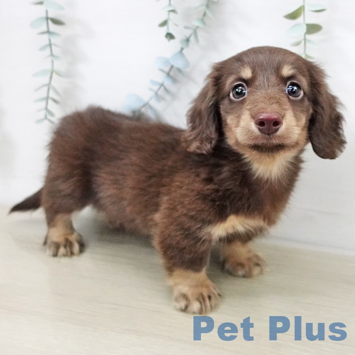 ミニチュア・ダックスフンド