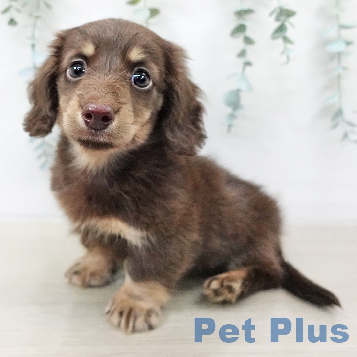 ミニチュア・ダックスフンドの写真2