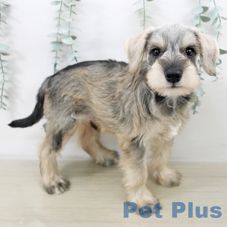 ミニチュア・シュナウザー