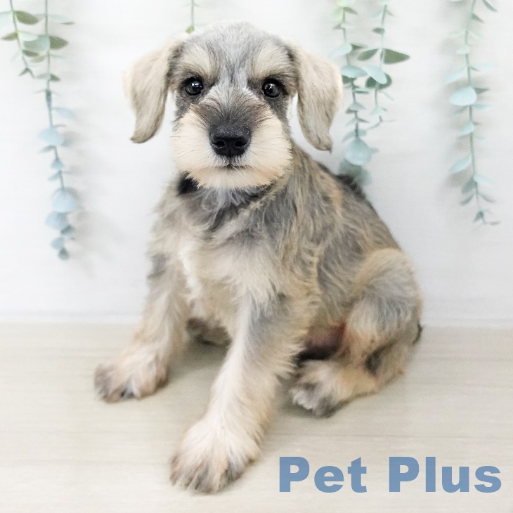 ミニチュア・シュナウザー