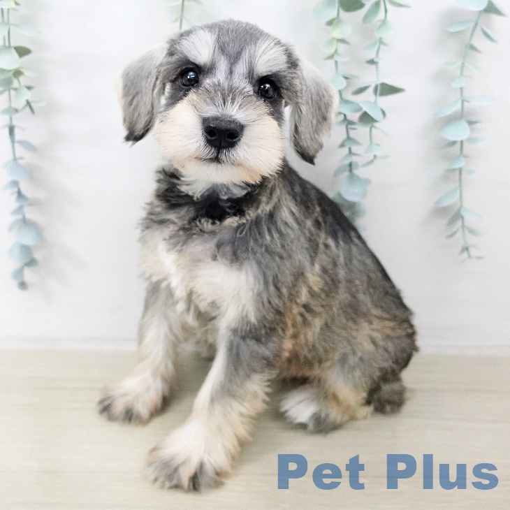 埼玉県のミニチュアシュナウザー (ペットプラス 八潮店/2025年9月14日生まれ/男の子/ソルトペッパー)の子犬の1枚目の画像