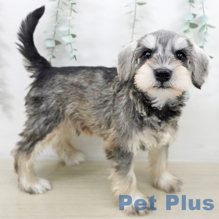 埼玉県のミニチュアシュナウザー (ペットプラス 八潮店/2025年9月14日生まれ/男の子/ソルトペッパー)の子犬の2枚目の画像