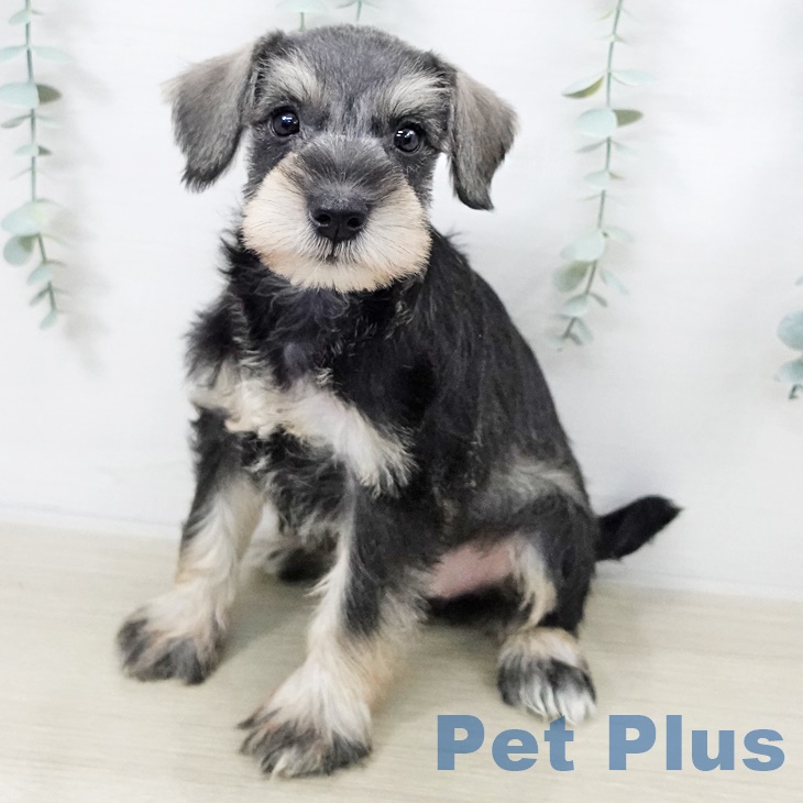 群馬県のミニチュアシュナウザー (ペットプラス イオンモール太田店/2025年9月14日生まれ/女の子/ソルトペッパー)の子犬の1枚目の画像