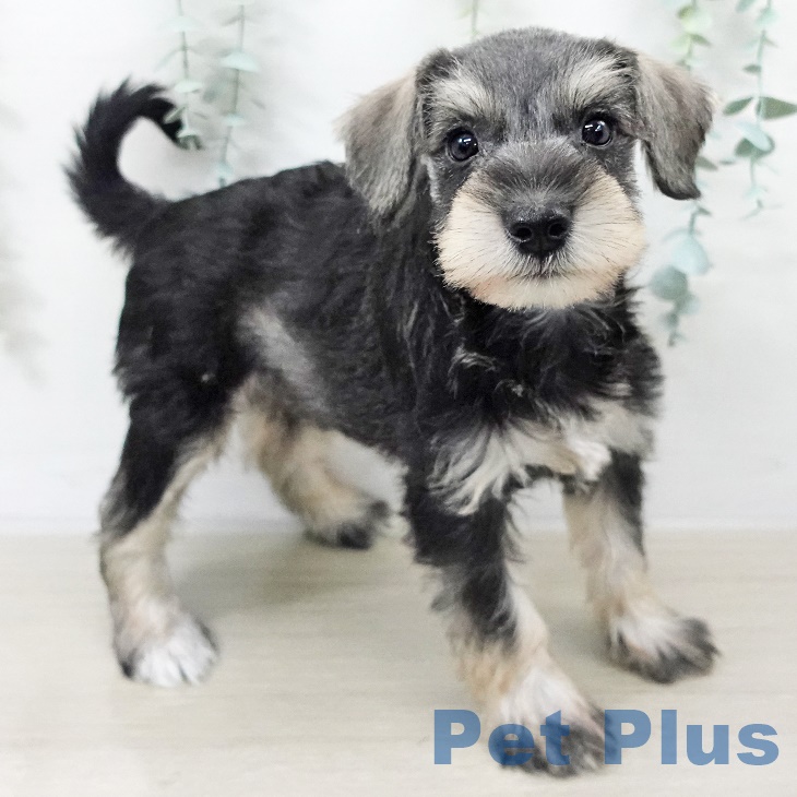 群馬県のミニチュアシュナウザー (ペットプラス イオンモール太田店/2025年9月14日生まれ/女の子/ソルトペッパー)の子犬の2枚目の画像
