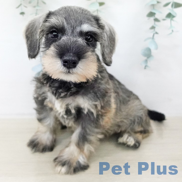 ミニチュア・シュナウザー