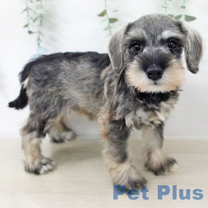 ミニチュア・シュナウザーの写真2