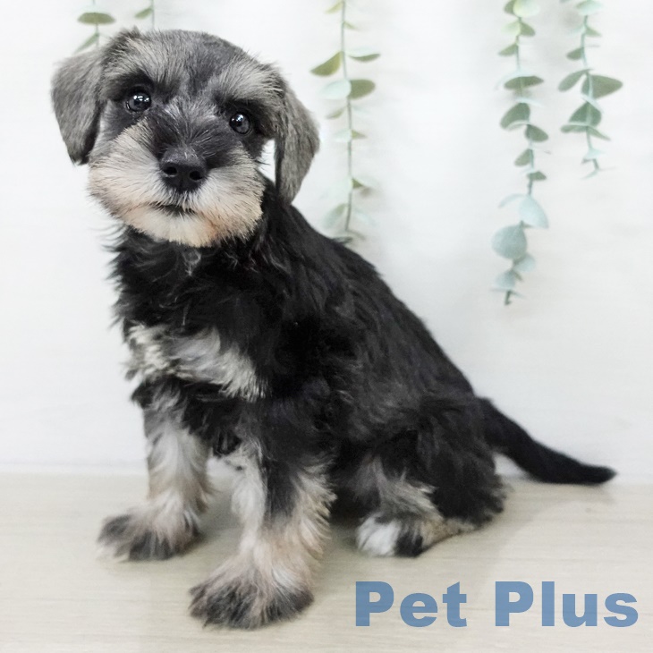 ミニチュア・シュナウザー