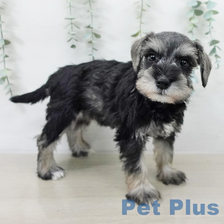 ミニチュア・シュナウザー