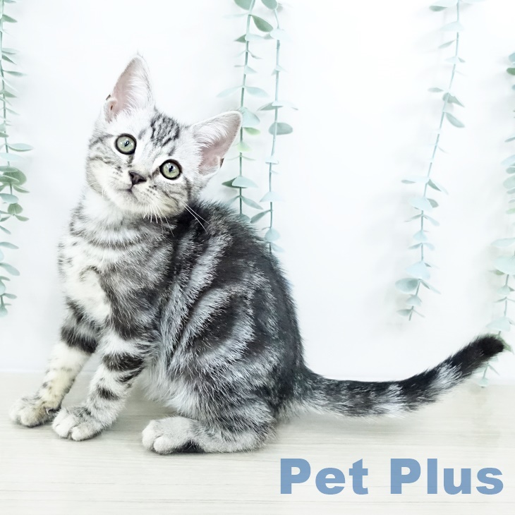 東京都のアメリカンショートヘアー (ペットプラス 板橋店/2025年8月20日生まれ/男の子/シルバータビー)の子猫