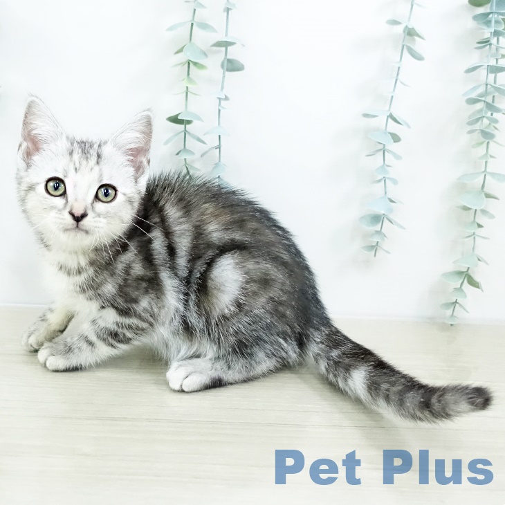 埼玉県のアメリカンショートヘアー (ペッツワン 新座店/2025年8月20日生まれ/女の子/シルバーパッチドタビー)の子猫の1枚目の画像