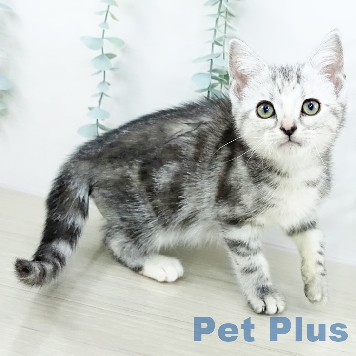 埼玉県のアメリカンショートヘアー (ペッツワン 新座店/2025年8月20日生まれ/女の子/シルバーパッチドタビー)の子猫の2枚目の画像