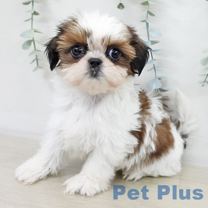 千葉県のシーズー (ペットプラス 幕張新都心店/2025年9月16日生まれ/女の子/ホワイトゴールド)の子犬の1枚目の画像
