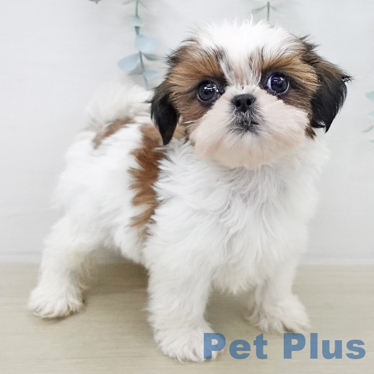 千葉県のシーズー (ペットプラス 幕張新都心店/2025年9月16日生まれ/女の子/ホワイトゴールド)の子犬の2枚目の画像