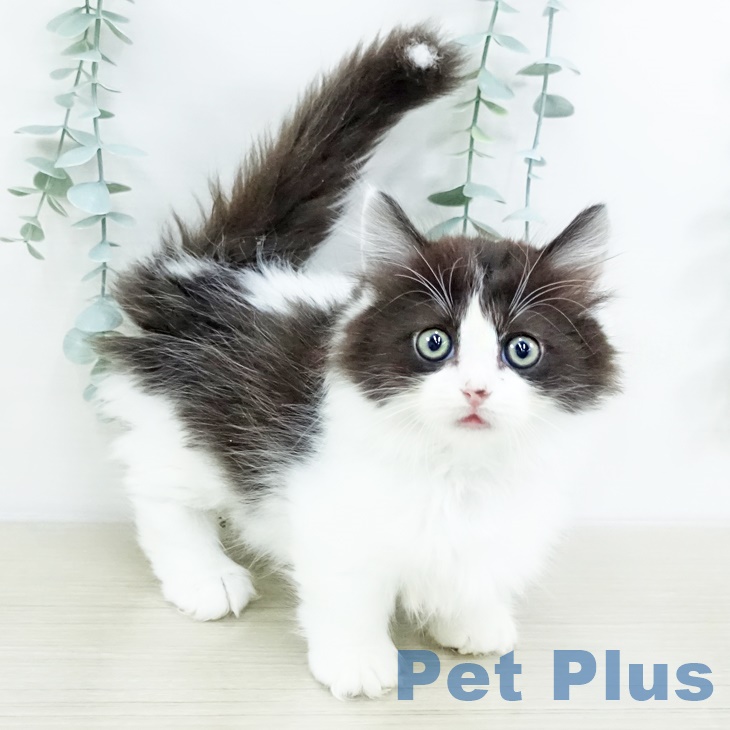 東京都のマンチカン (ペットプラス 立川高島屋S.C.店/2025年9月17日生まれ/男の子/ブラックホワイト)の子猫