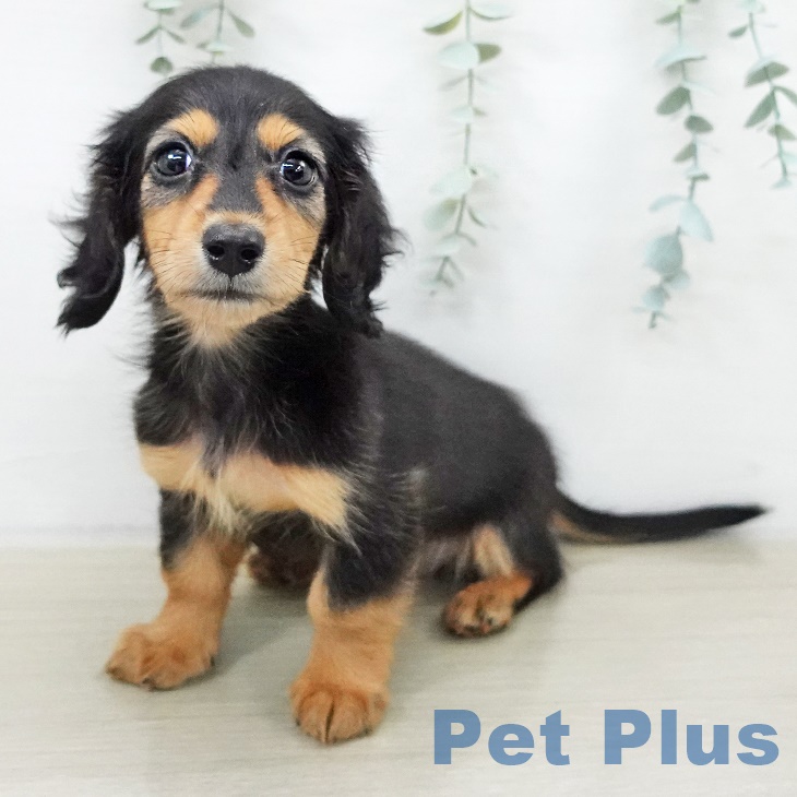 東京都のカニンヘンダックスフンド(ロング) (ペッツワン 南砂町SUNAMO店/2025年9月11日生まれ/男の子/ブラックタン)の子犬の1枚目の画像