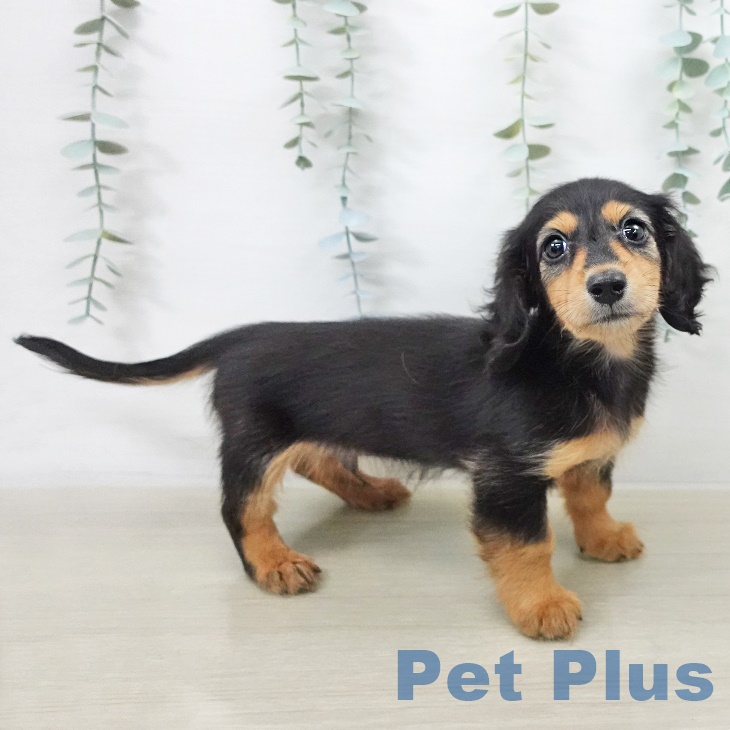 東京都のカニンヘンダックスフンド(ロング) (ペッツワン 南砂町SUNAMO店/2025年9月11日生まれ/男の子/ブラックタン)の子犬の2枚目の画像