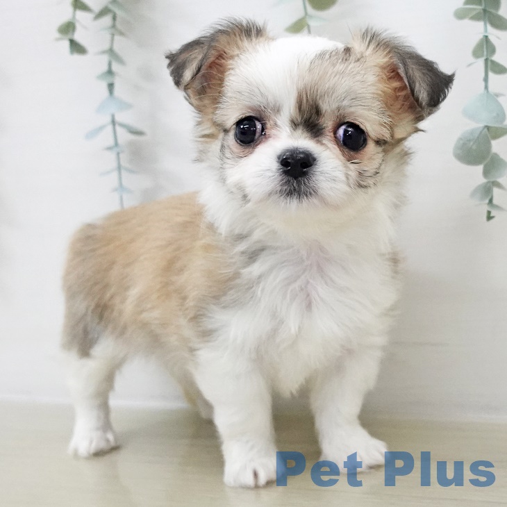 埼玉県のチワワ(ロング) (ペッツワン 新座店/2025年9月17日生まれ/女の子/フォーンホワイト)の子犬